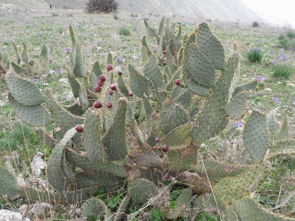 Opuntia engelmannii / Fico d''India di Engelmann